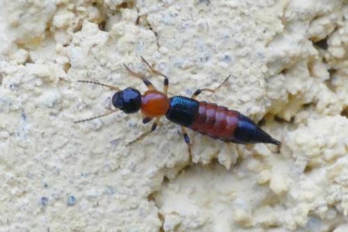 Paederus littoralis